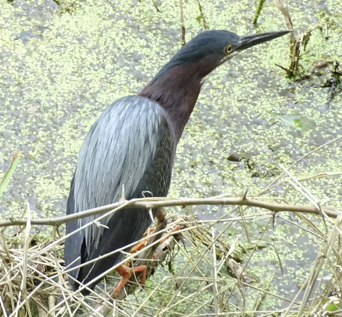 Green Heron - ML620086162