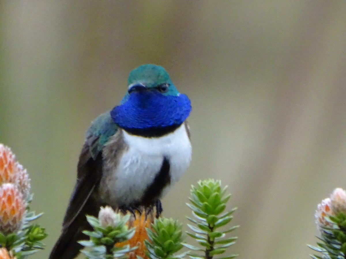 Blue-throated Hillstar - ML620086165