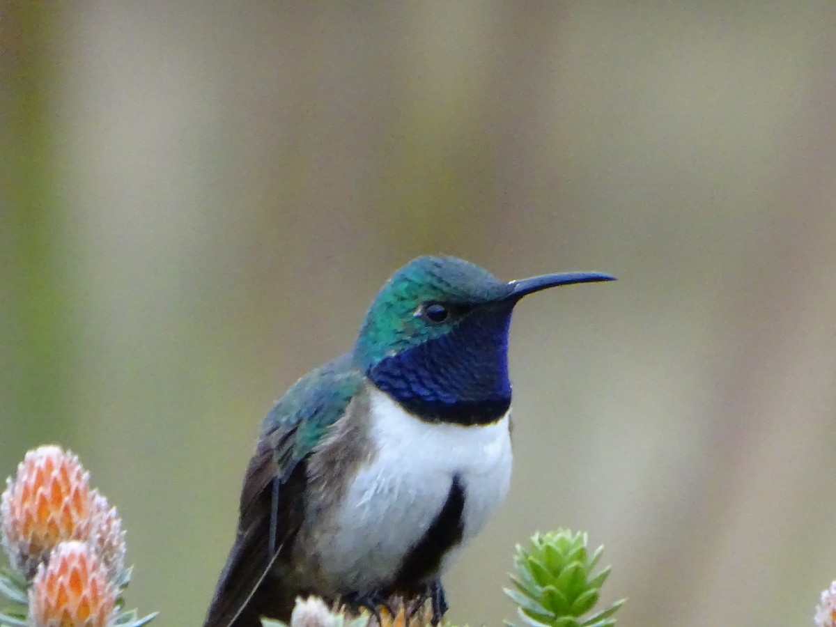 Colibri d'El Oro - ML620086167