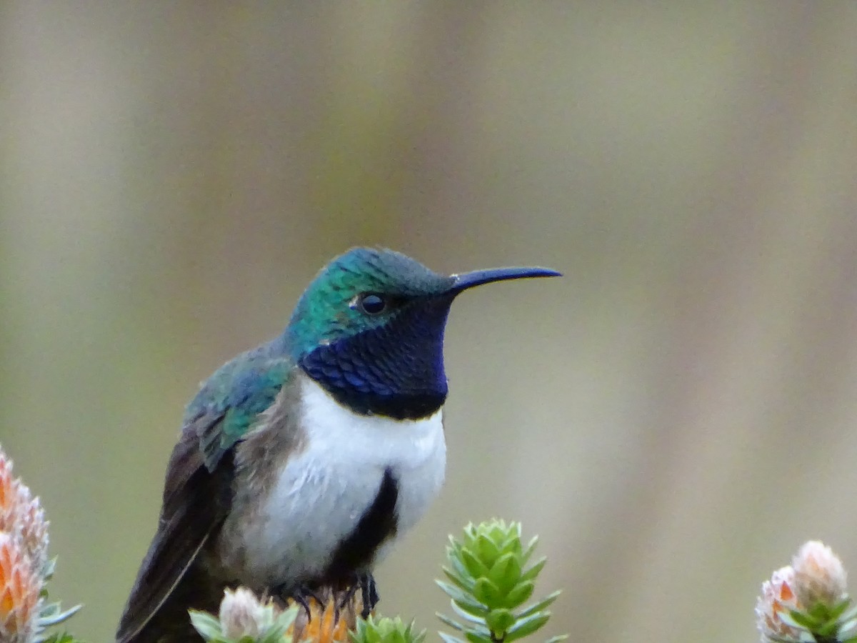 Colibri d'El Oro - ML620086168