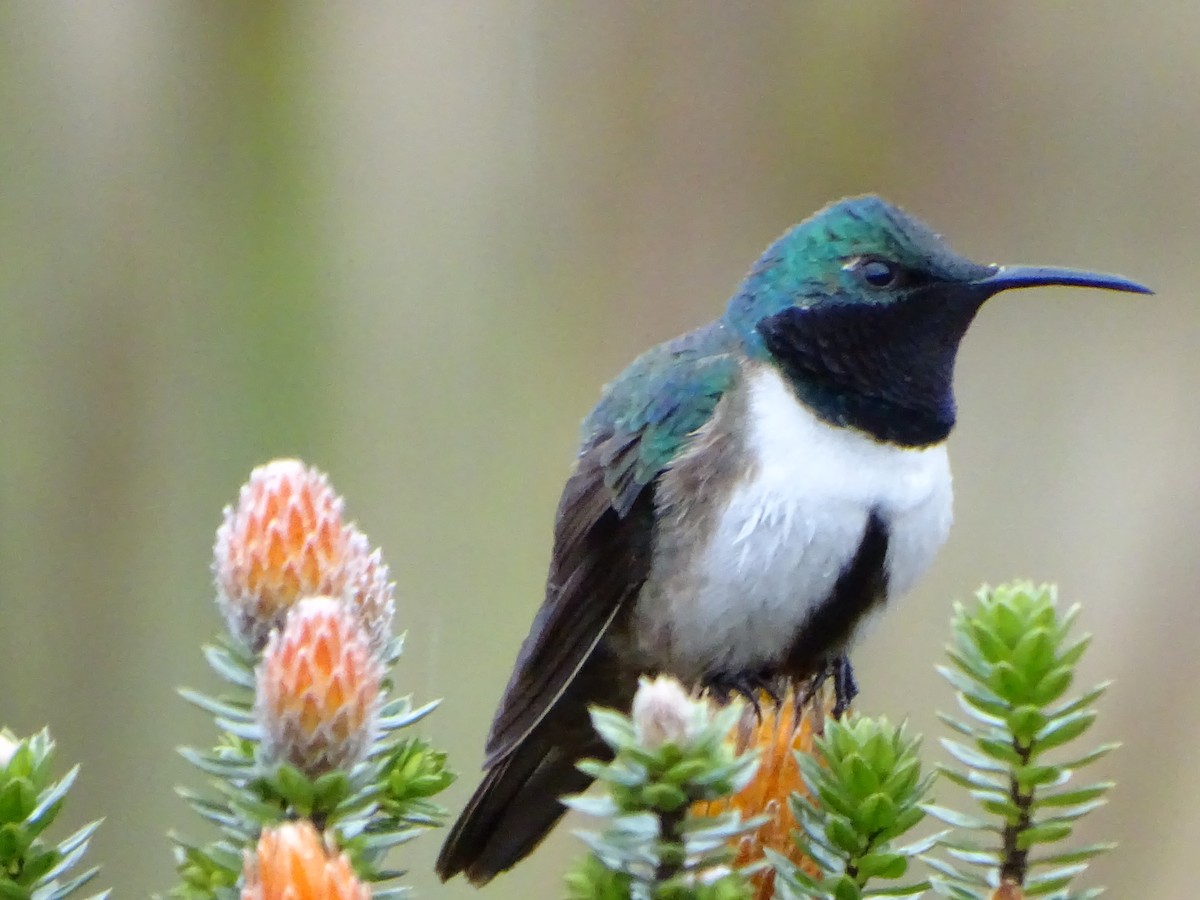 Blue-throated Hillstar - ML620086172