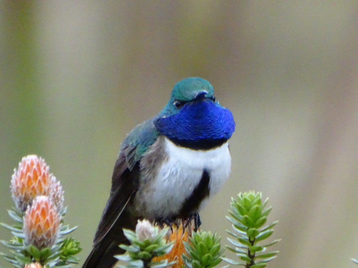 Blue-throated Hillstar - ML620086174