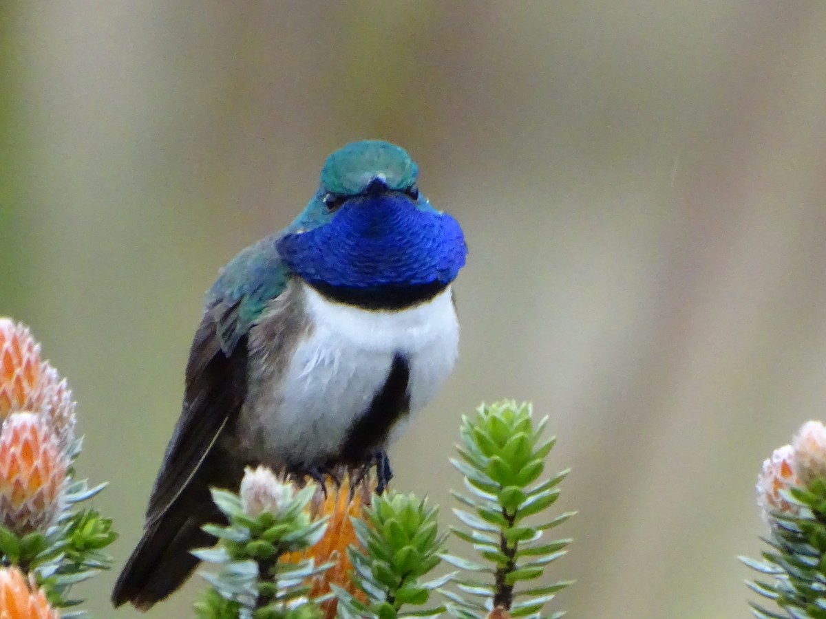 Blue-throated Hillstar - Francisco Sornoza