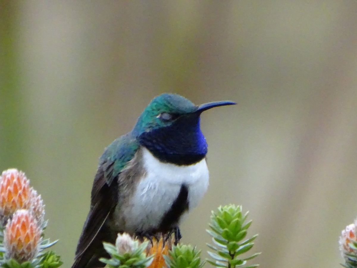 Colibri d'El Oro - ML620086176