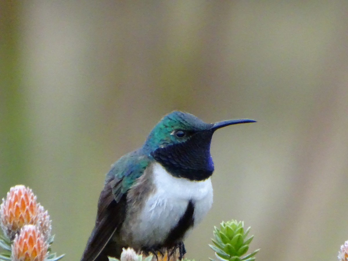 Colibri d'El Oro - ML620086177