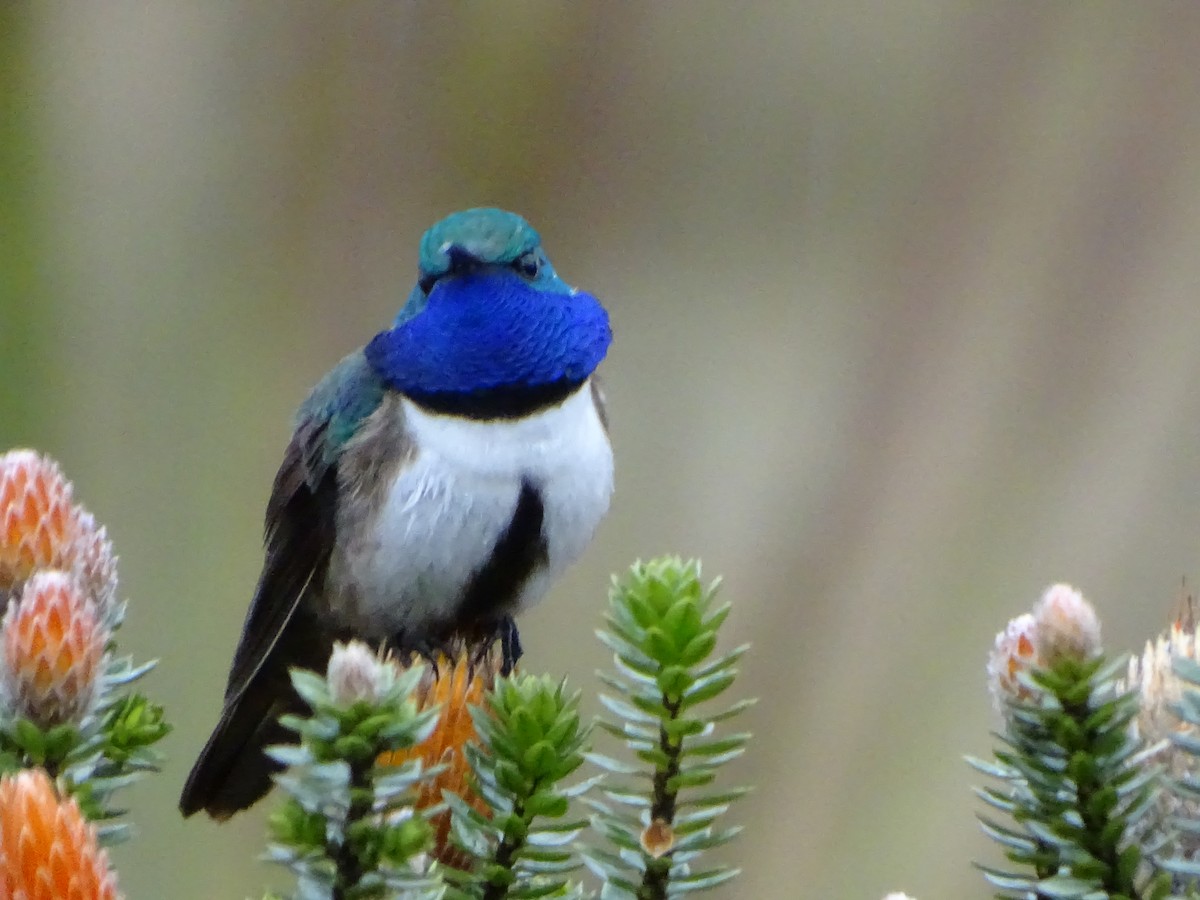 Blue-throated Hillstar - ML620086179