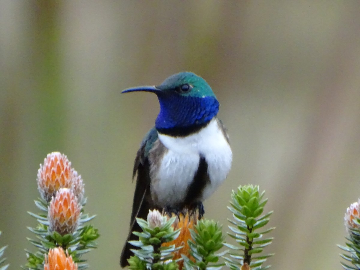 Blue-throated Hillstar - ML620086181