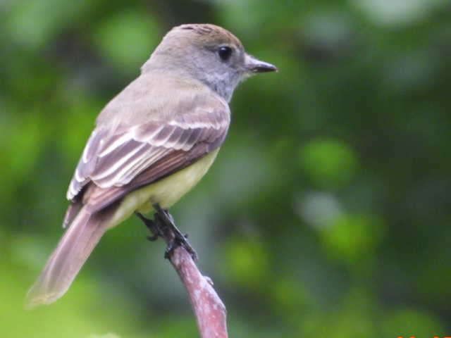 Great Crested Flycatcher - ML620086203