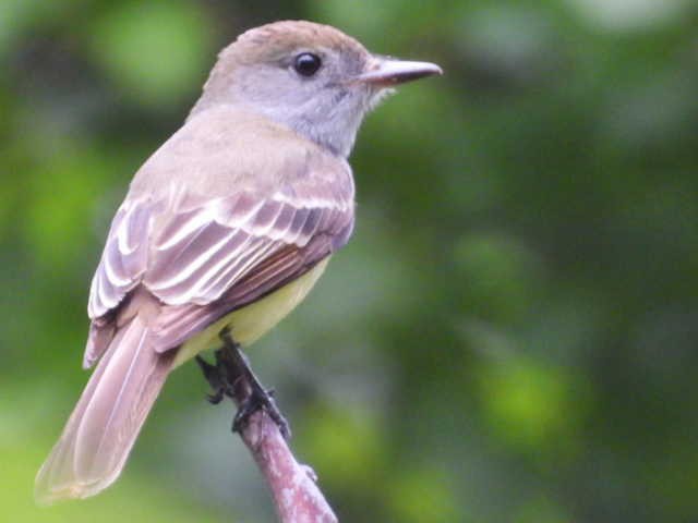 Great Crested Flycatcher - ML620086209