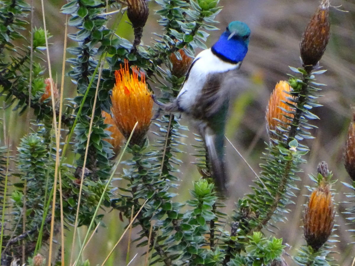 Blue-throated Hillstar - ML620086216