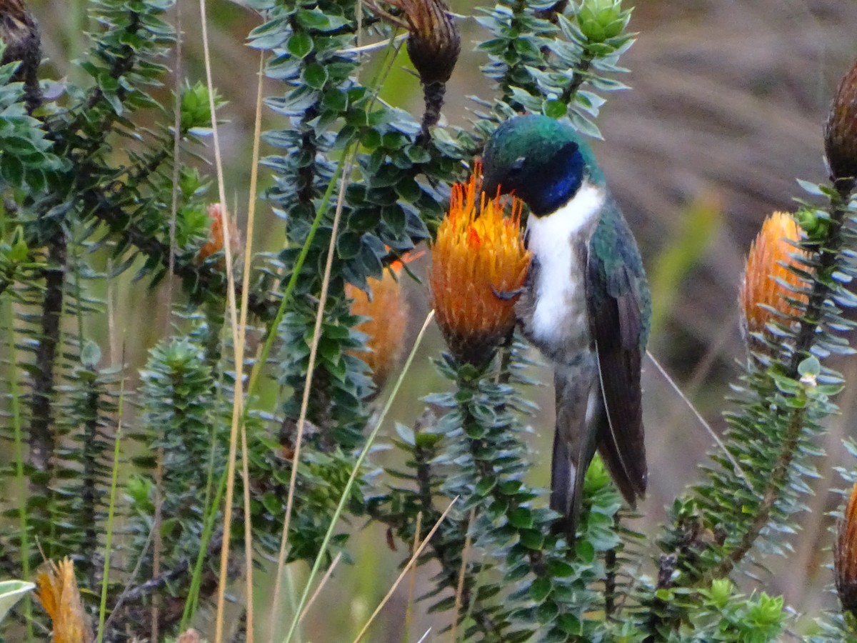 Blue-throated Hillstar - ML620086217