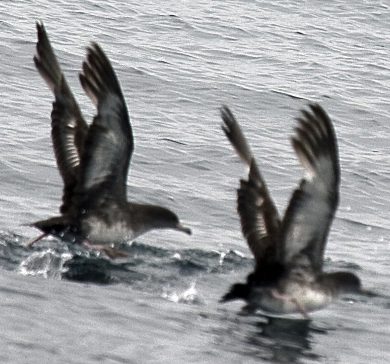 Pink-footed Shearwater - ML620086250