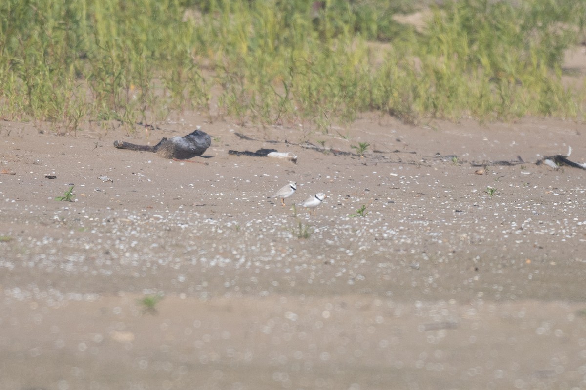 Piping Plover - ML620086258
