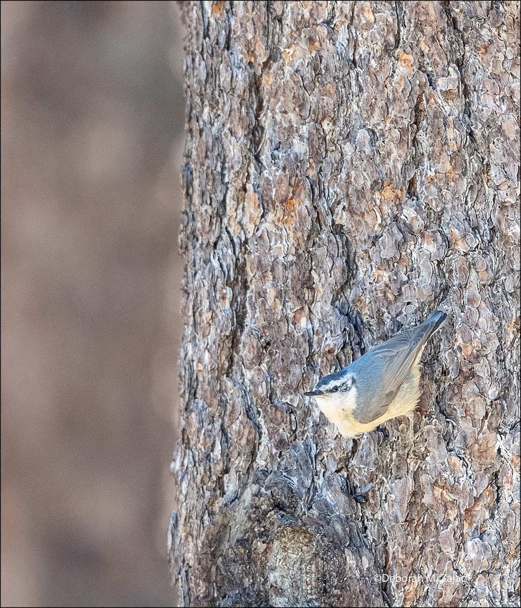 Red-breasted Nuthatch - ML620086271
