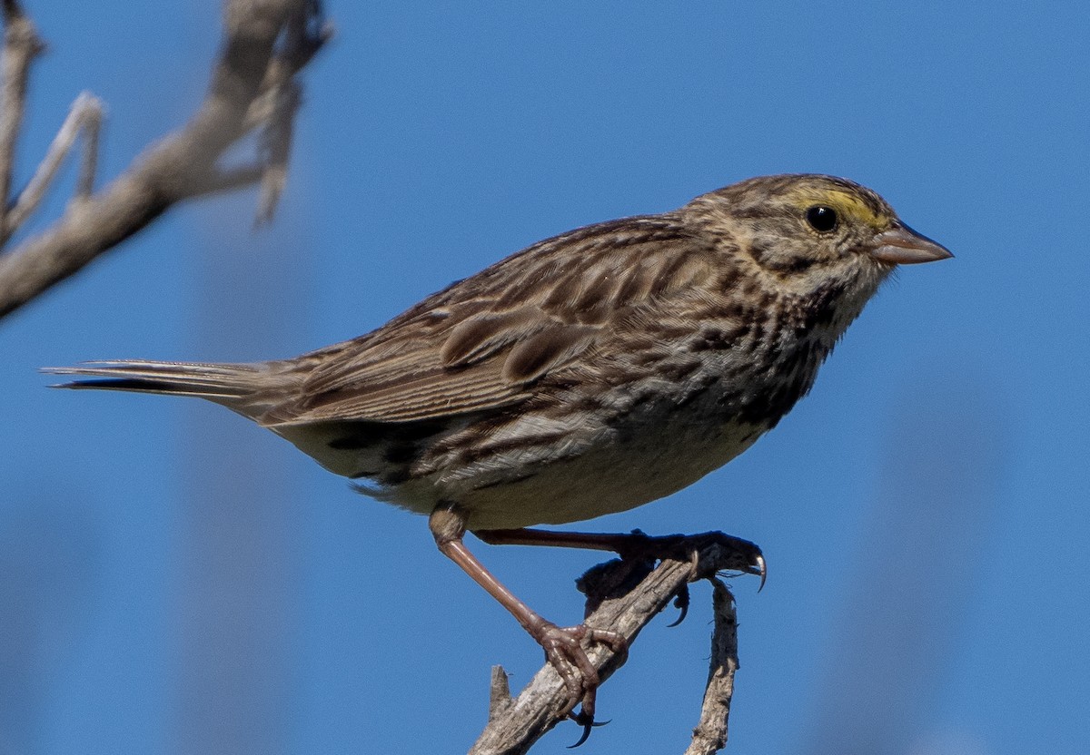 Savannah Sparrow - ML620086277