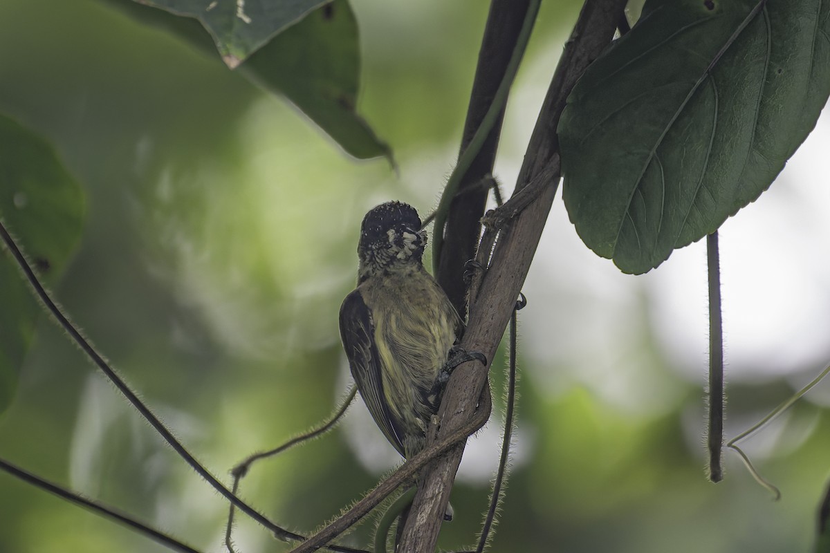 Olivaceous Piculet - ML620086302