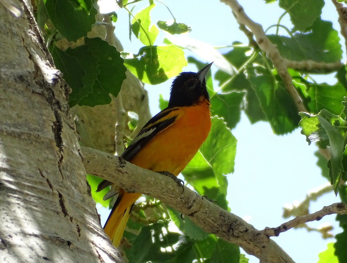 Bullock's x Baltimore Oriole (hybrid) - ML620086304