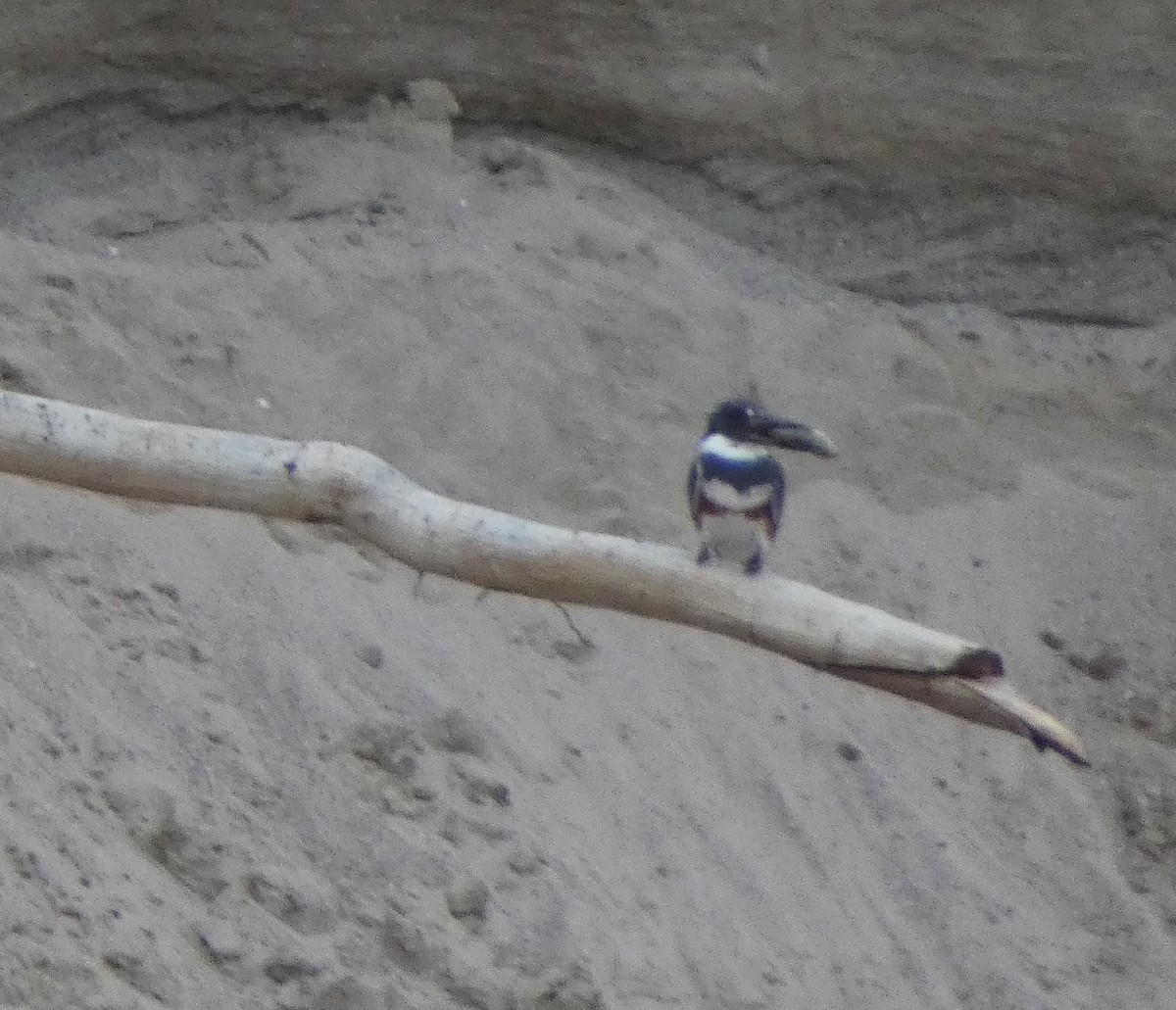 Belted Kingfisher - ML620086314