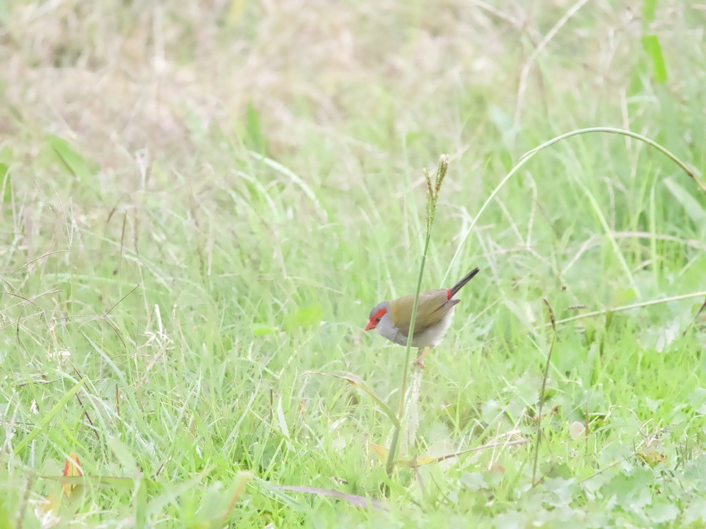 Red-browed Firetail - ML620086330