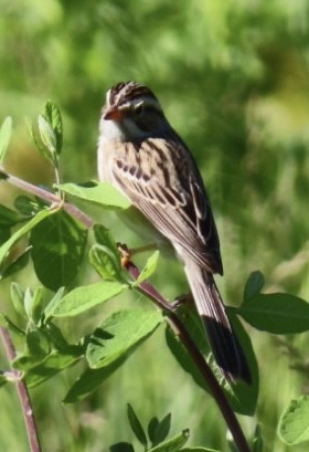 Clay-colored Sparrow - ML620086334