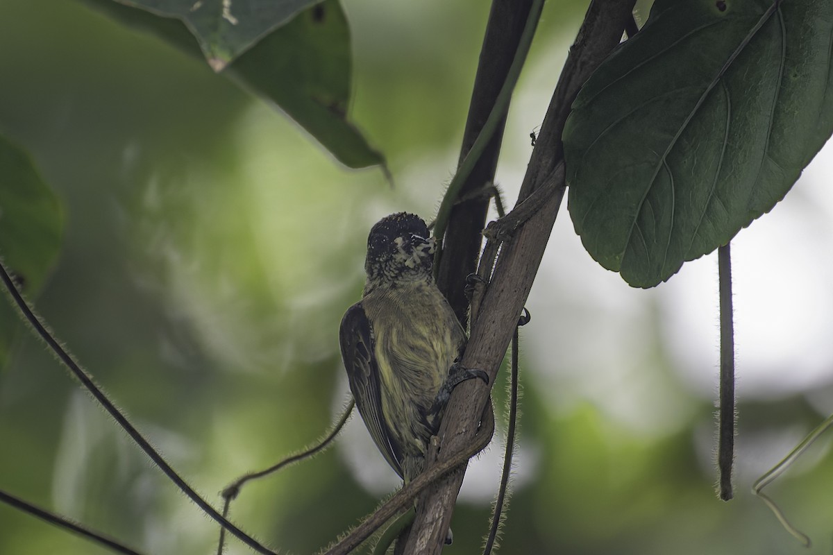 Olivaceous Piculet - ML620086346