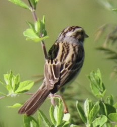 Clay-colored Sparrow - ML620086347