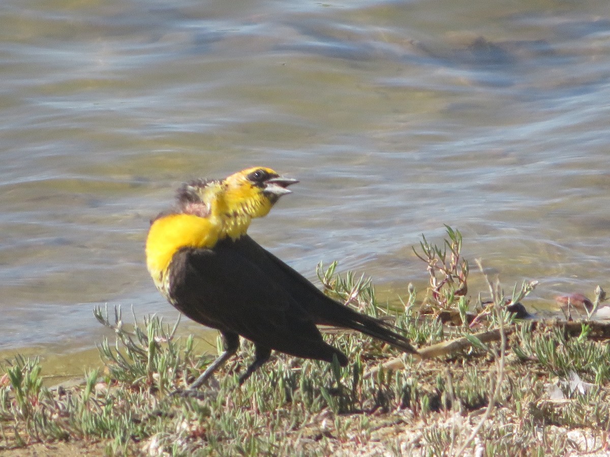 Yellow-headed Blackbird - Ken Wat
