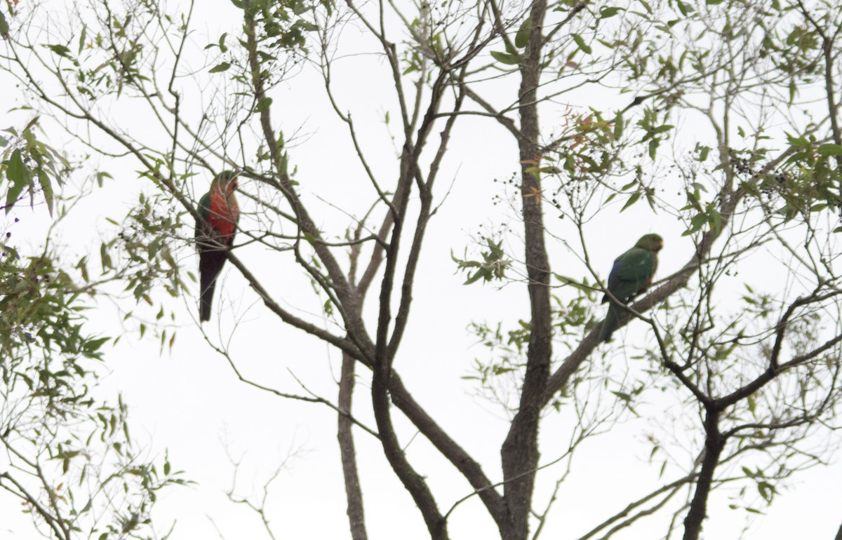 Australian King-Parrot - ML620086356