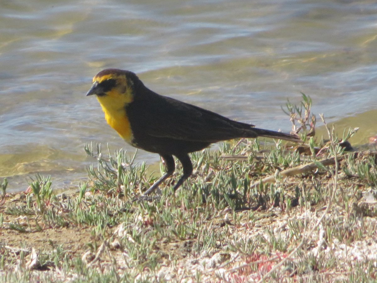 Yellow-headed Blackbird - ML620086360