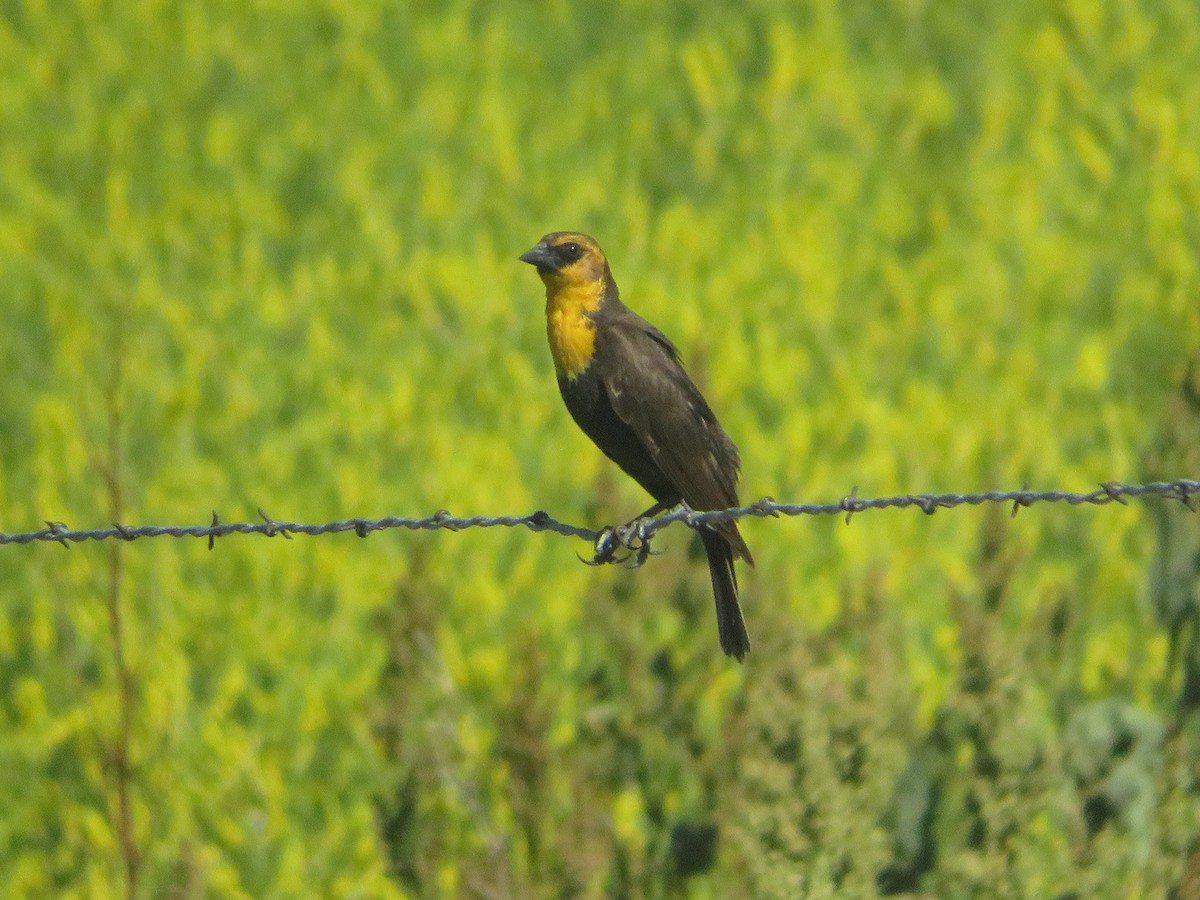 Yellow-headed Blackbird - ML620086362