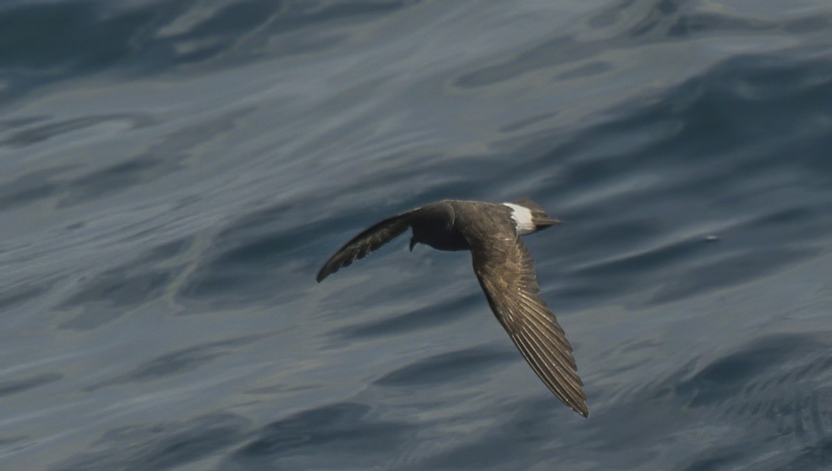 European Storm-Petrel - ML620086386