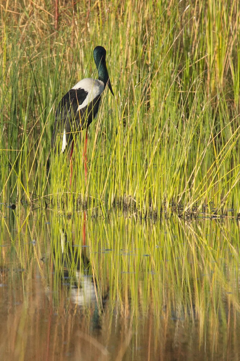 Black-necked Stork - ML620086397