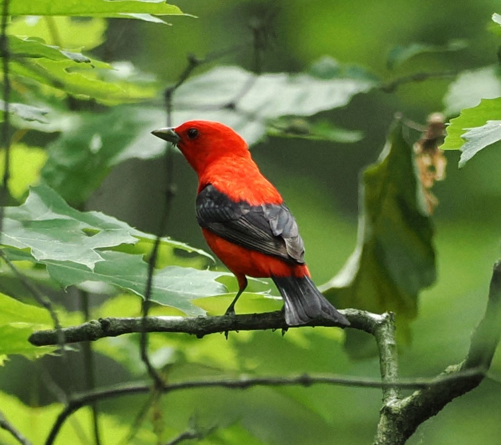 Scarlet Tanager - ML620086399