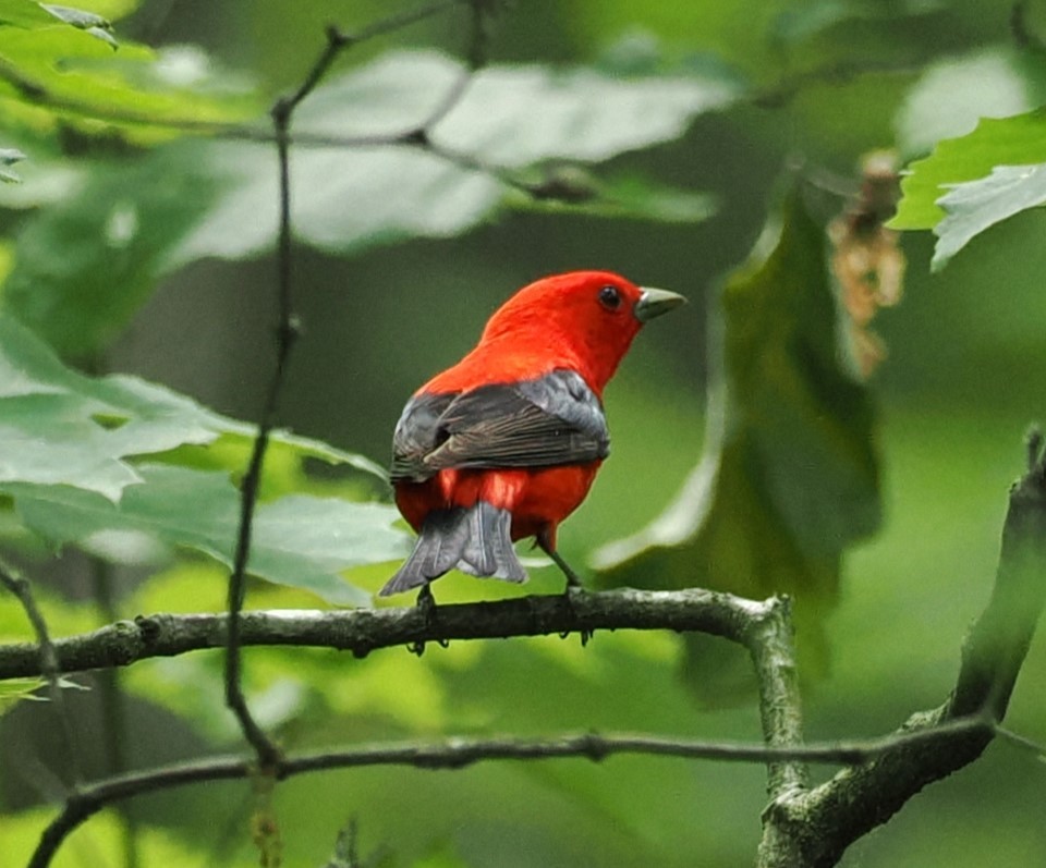 Scarlet Tanager - ML620086407
