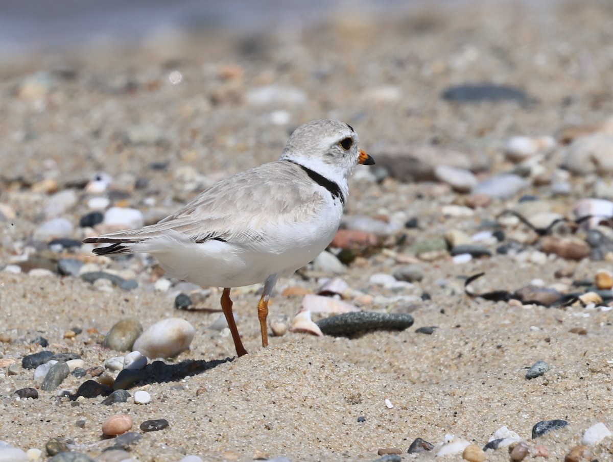 Piping Plover - ML620086411