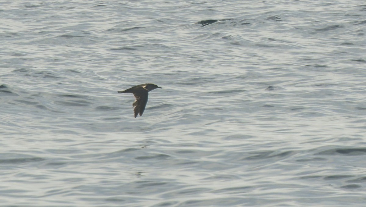 black-and-white shearwater sp. - ML620086413