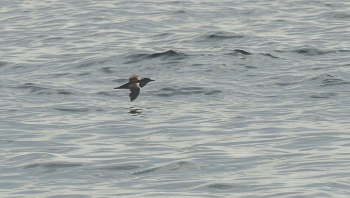 black-and-white shearwater sp. - ML620086419