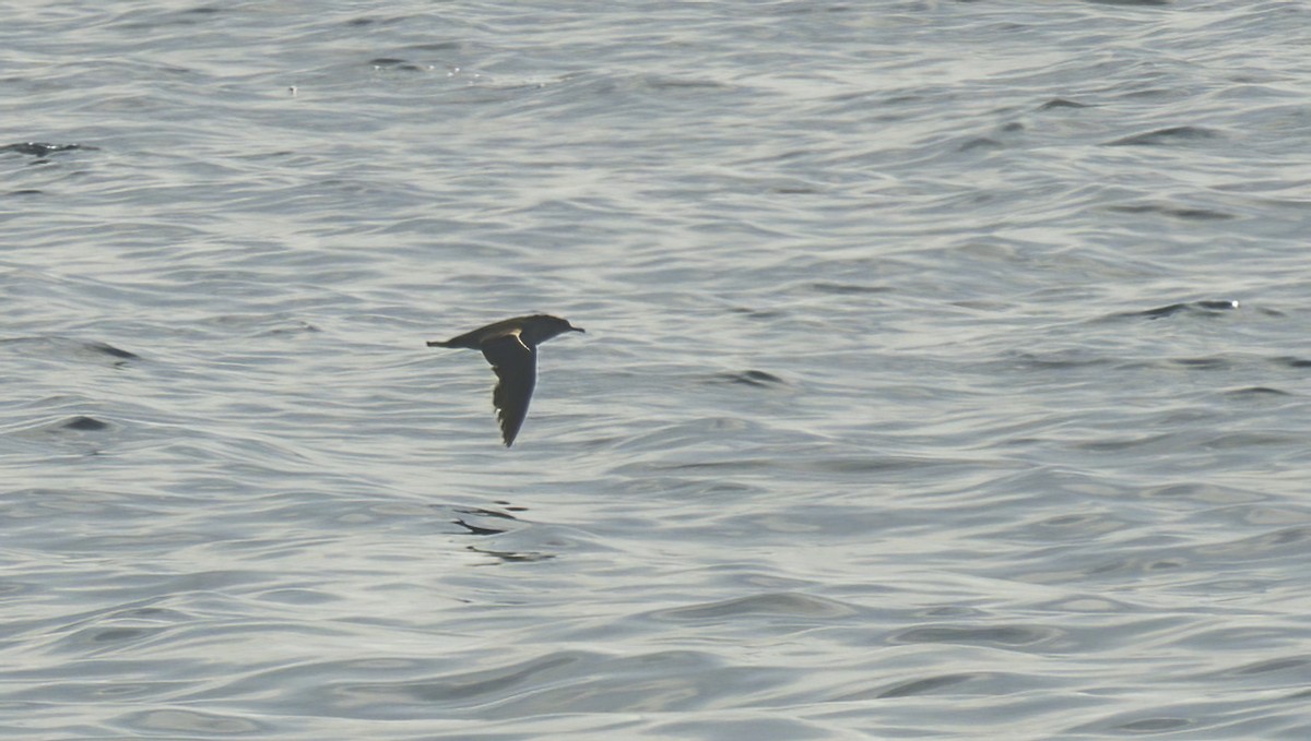 black-and-white shearwater sp. - ML620086422