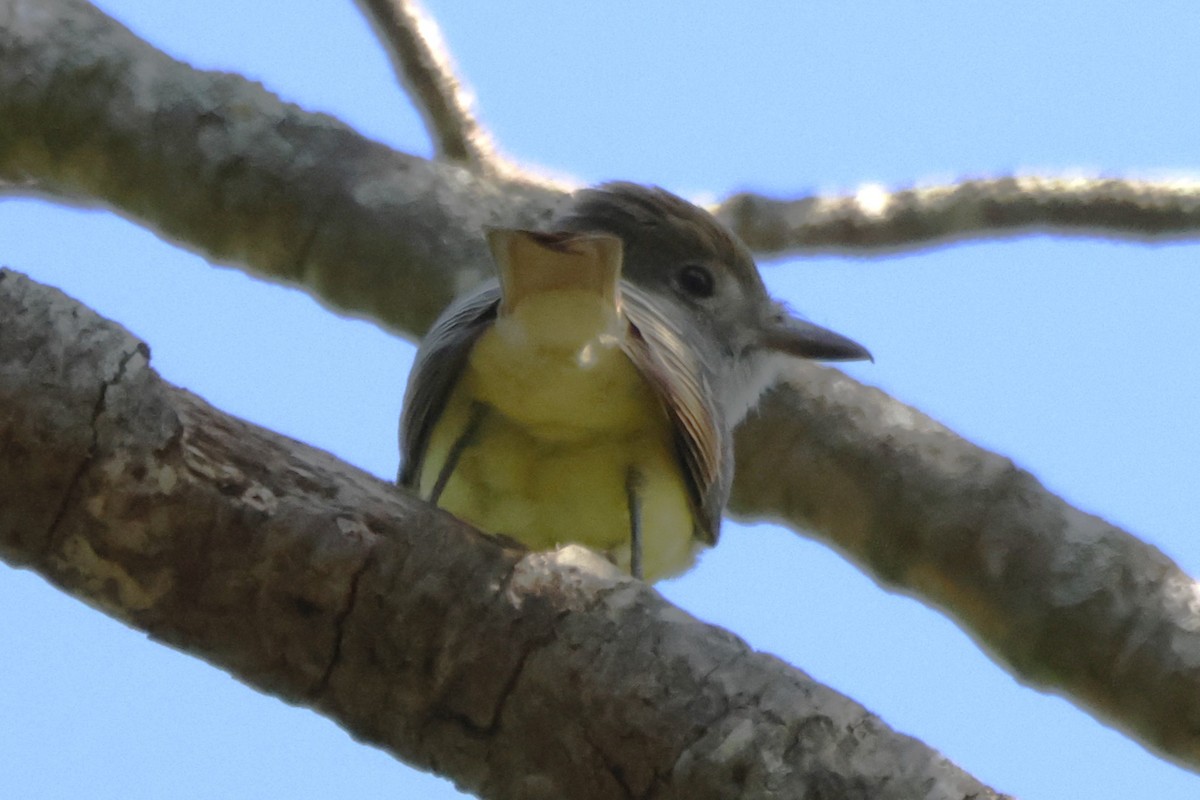 Great Crested Flycatcher - ML620086424