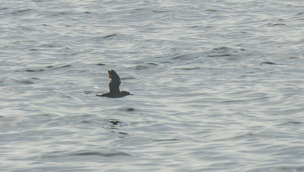 Puffinus sp. (black-and-white shearwater sp.) - ML620086425