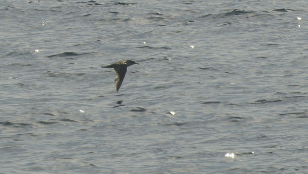 black-and-white shearwater sp. - ML620086438