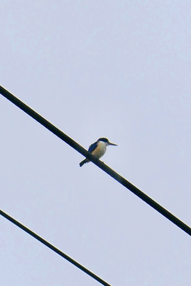 Forest Kingfisher - ML620086440