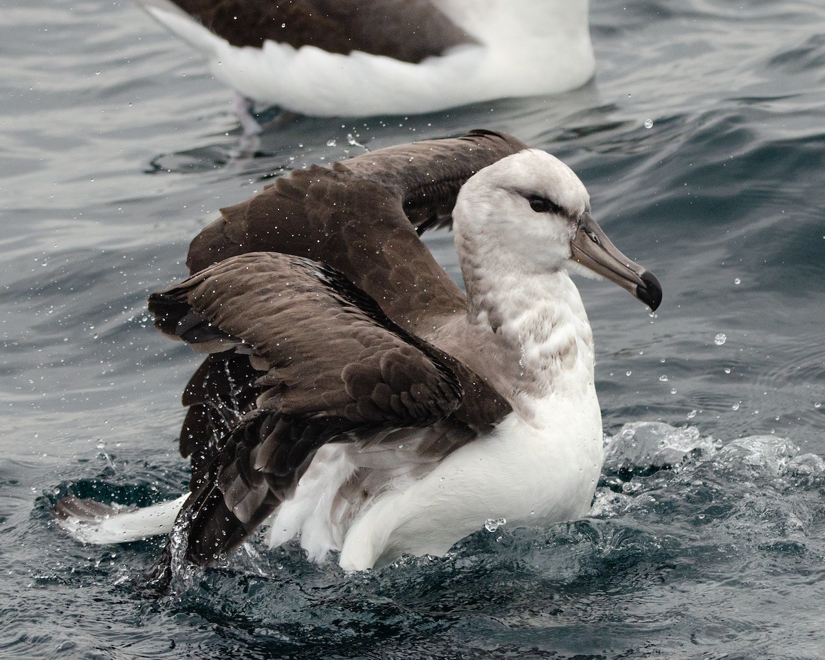 Чернобровый альбатрос - ML620086441
