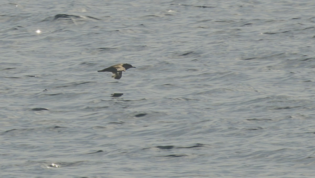 black-and-white shearwater sp. - ML620086447