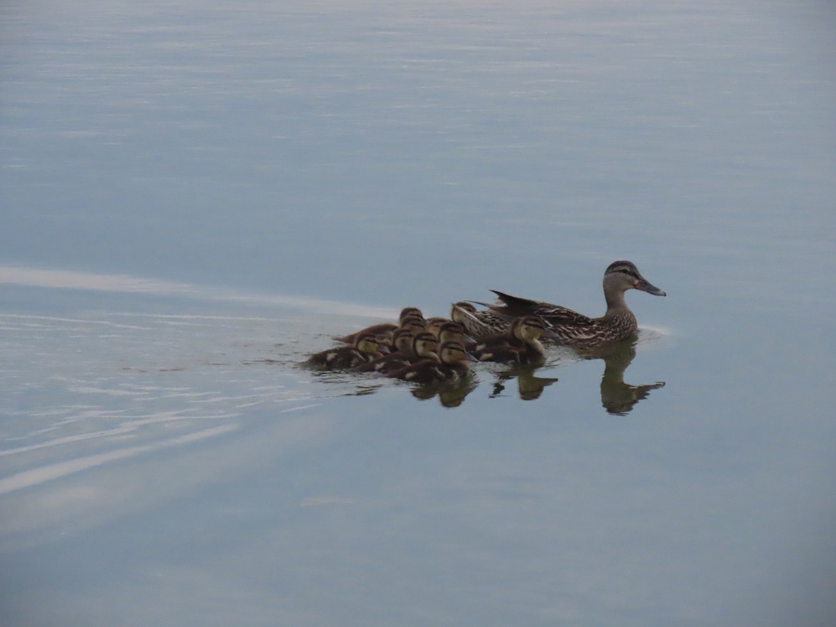 Canard colvert - ML620086460