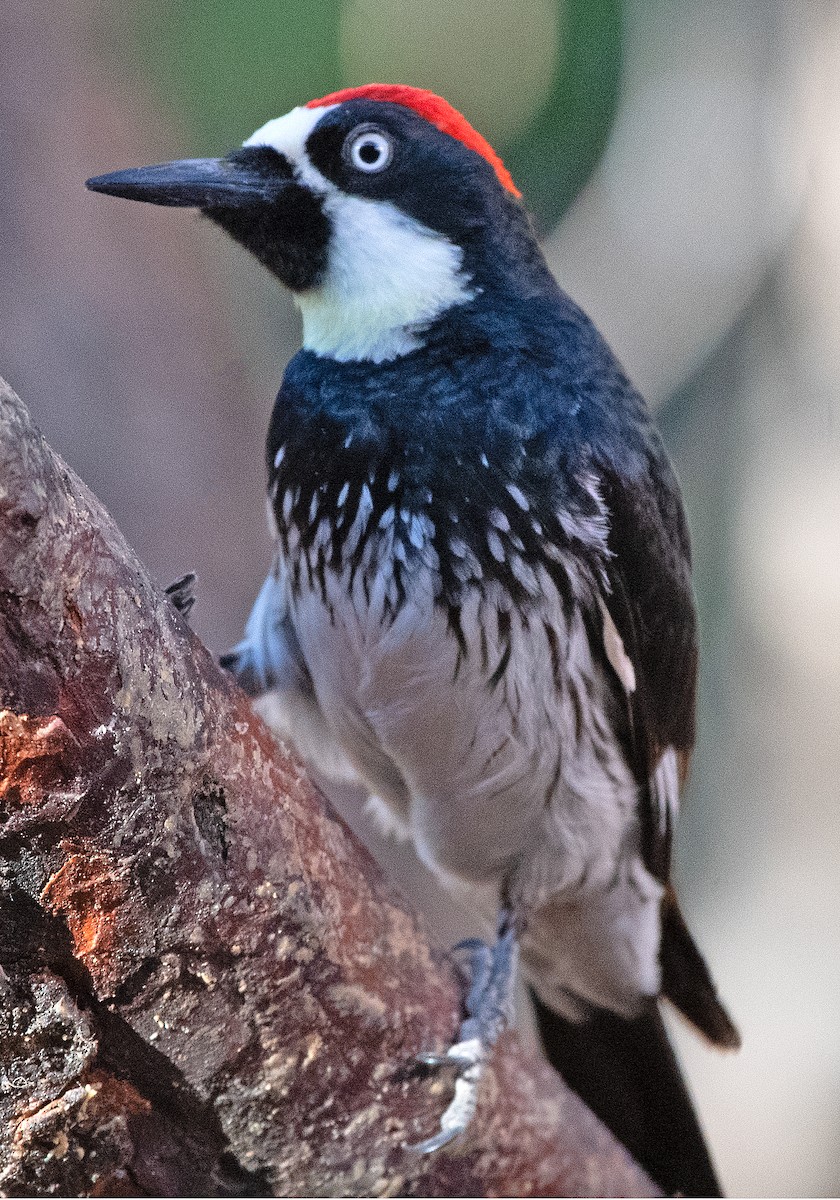 Acorn Woodpecker - ML620086464