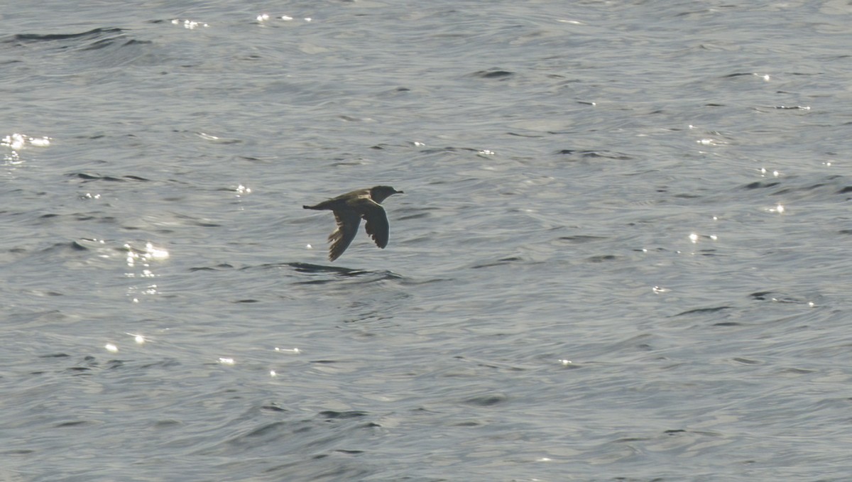 black-and-white shearwater sp. - ML620086468