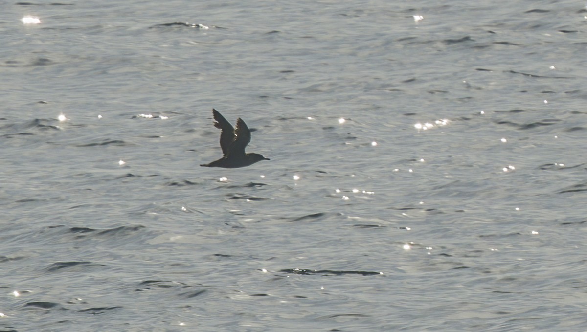 black-and-white shearwater sp. - ML620086471