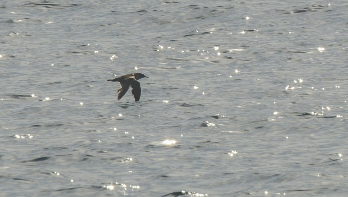 Puffinus sp. (black-and-white shearwater sp.) - ML620086476