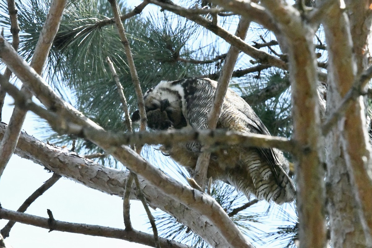 Great Horned Owl - ML620086489